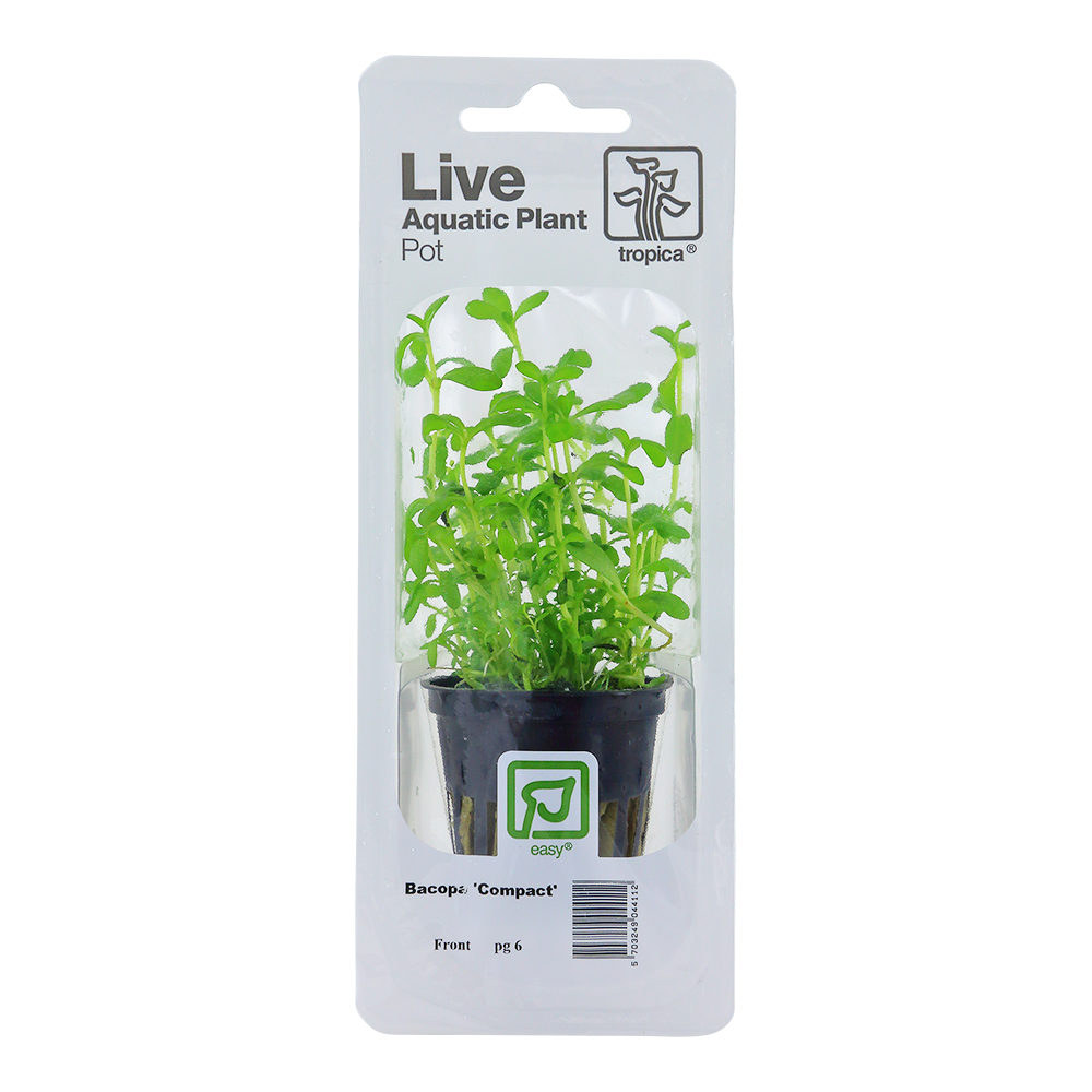 Bacopa monnieri 'Compact'