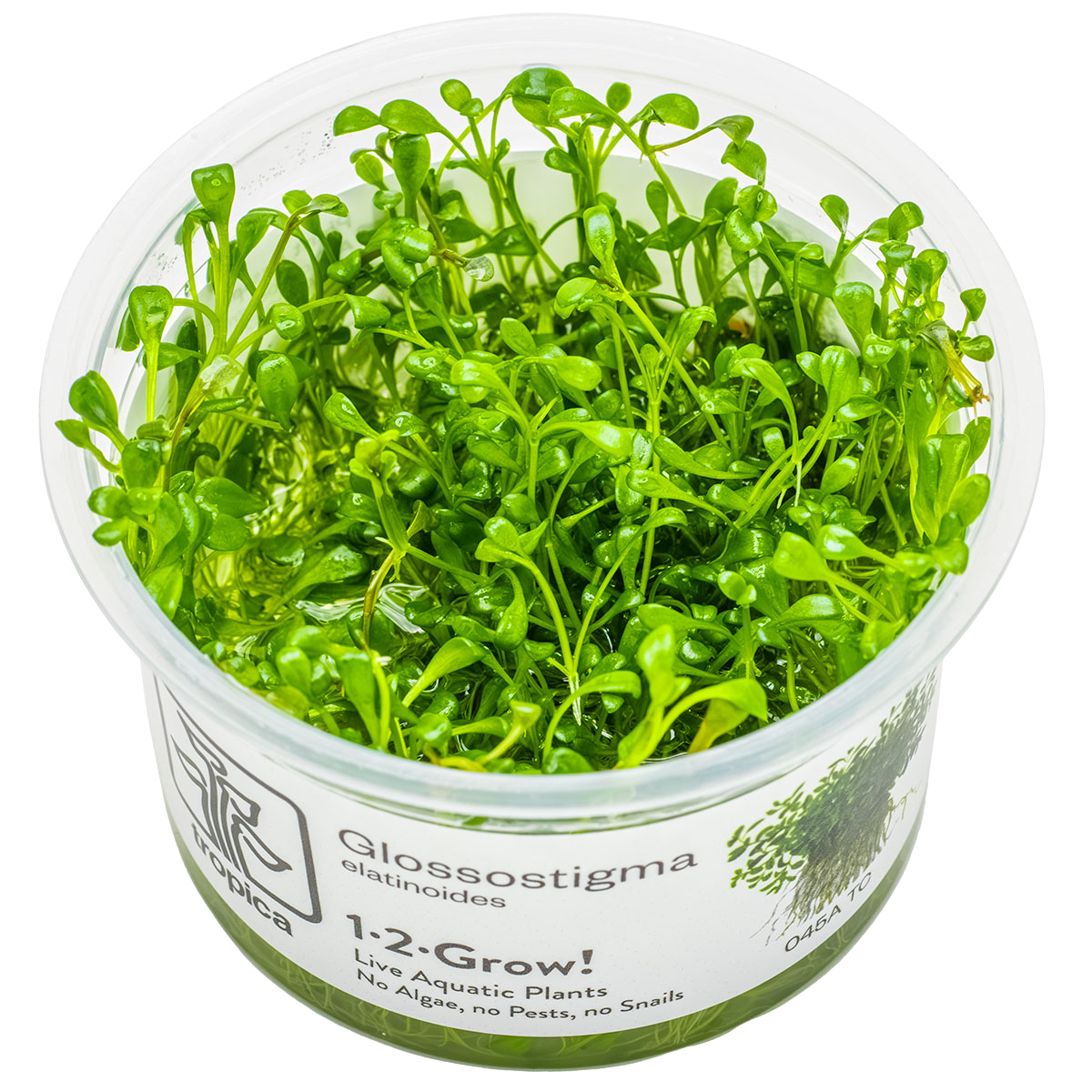 Glossostigma elatinoides