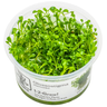 Glossostigma elatinoides