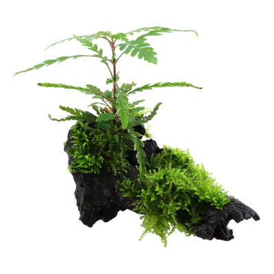 Hygrophila pinnatifida & moss