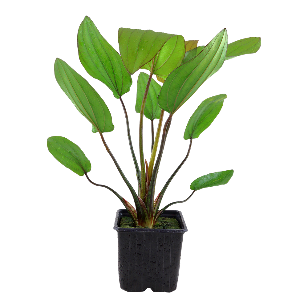 Echinodorus x barthii