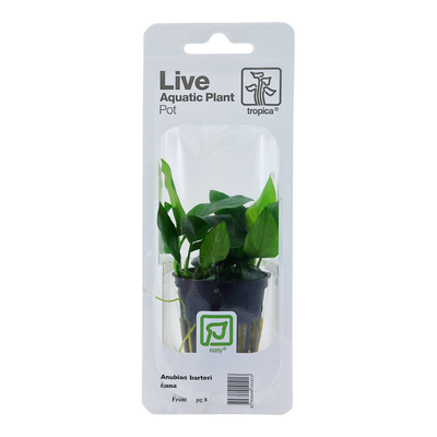 Anubias barteri nana