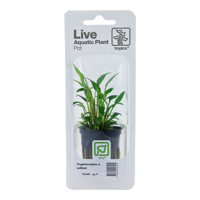 Cryptocoryne x willisii