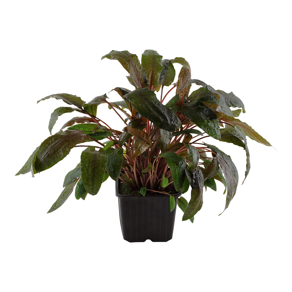 Cryptocoryne wendtii 'Tropica'
