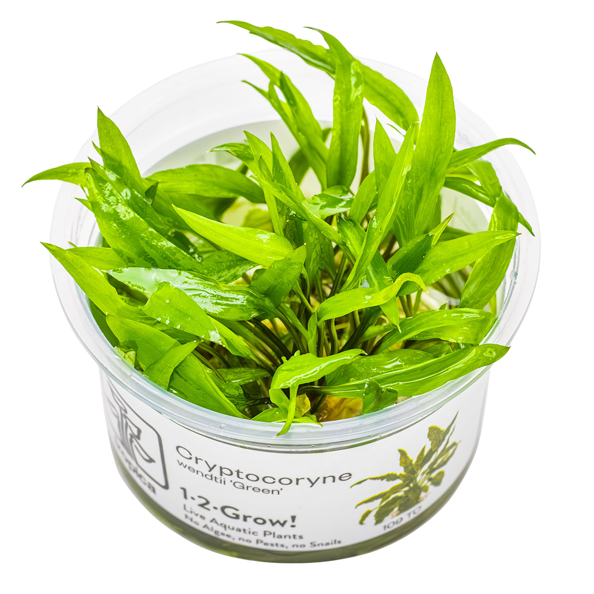 Cryptocoryne wendtii 'Green'