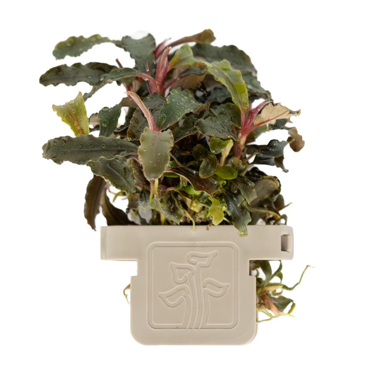 Bucephalandra 'Kedagang'