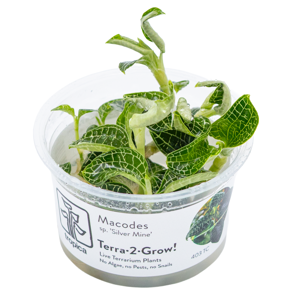 Macodes sp. 'Silver Mine'