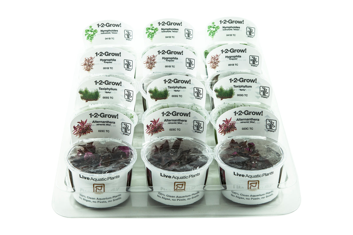 1-2-GROW! Box 24 pcs
