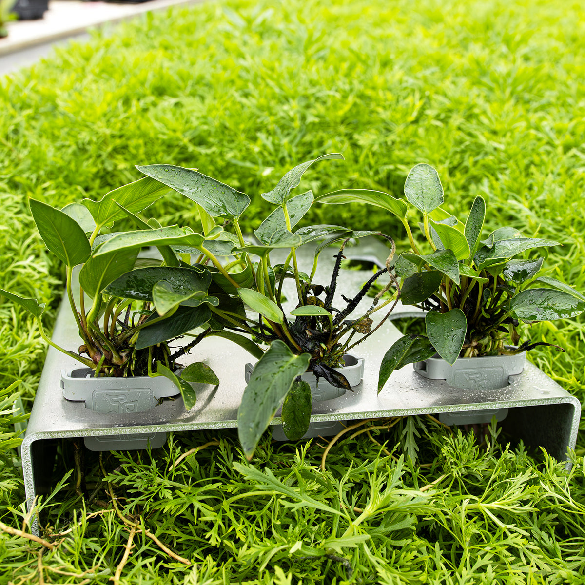 Plant frame - Aluminium (15 Clips) - 20x27x3cm