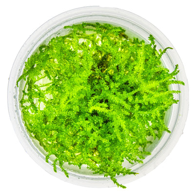 Vesicularia montagnei 'Christmas Moss'