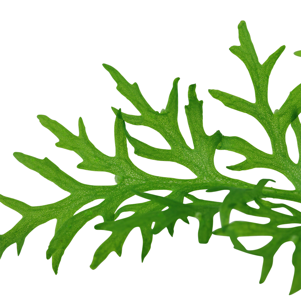 Ceratopteris thalictroides