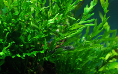 Bolbitis heudelotii