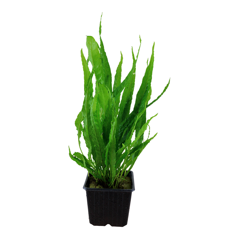 Microsorum pteropus