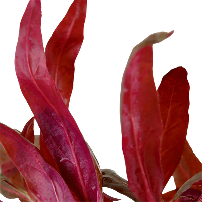 Alternanthera reineckii 'Pink'