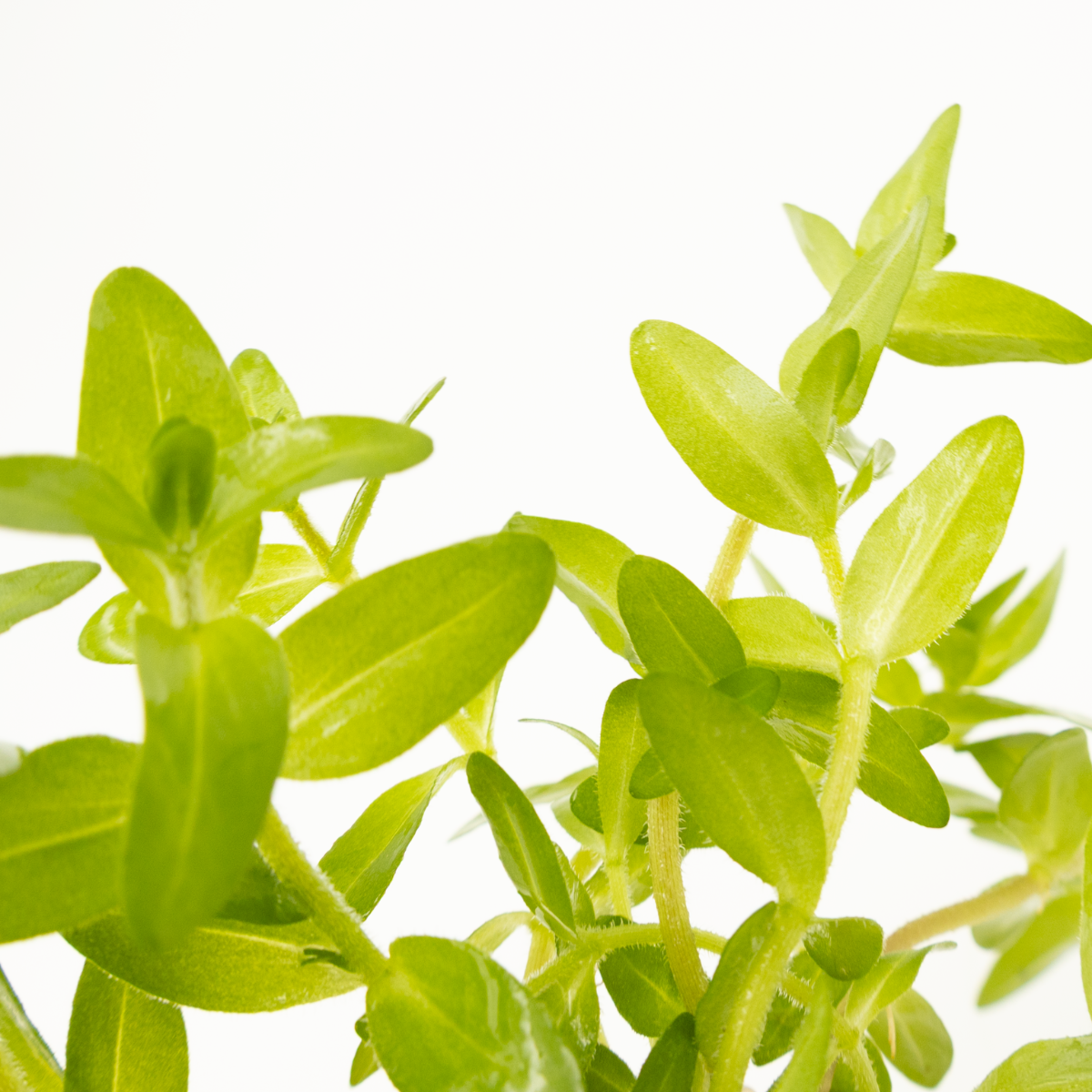 Bacopa caroliniana