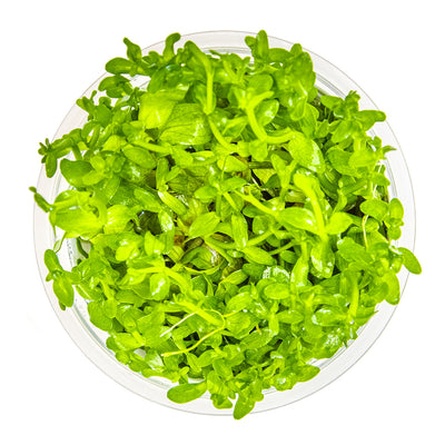 Bacopa caroliniana