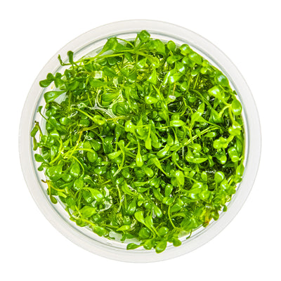 Glossostigma elatinoides