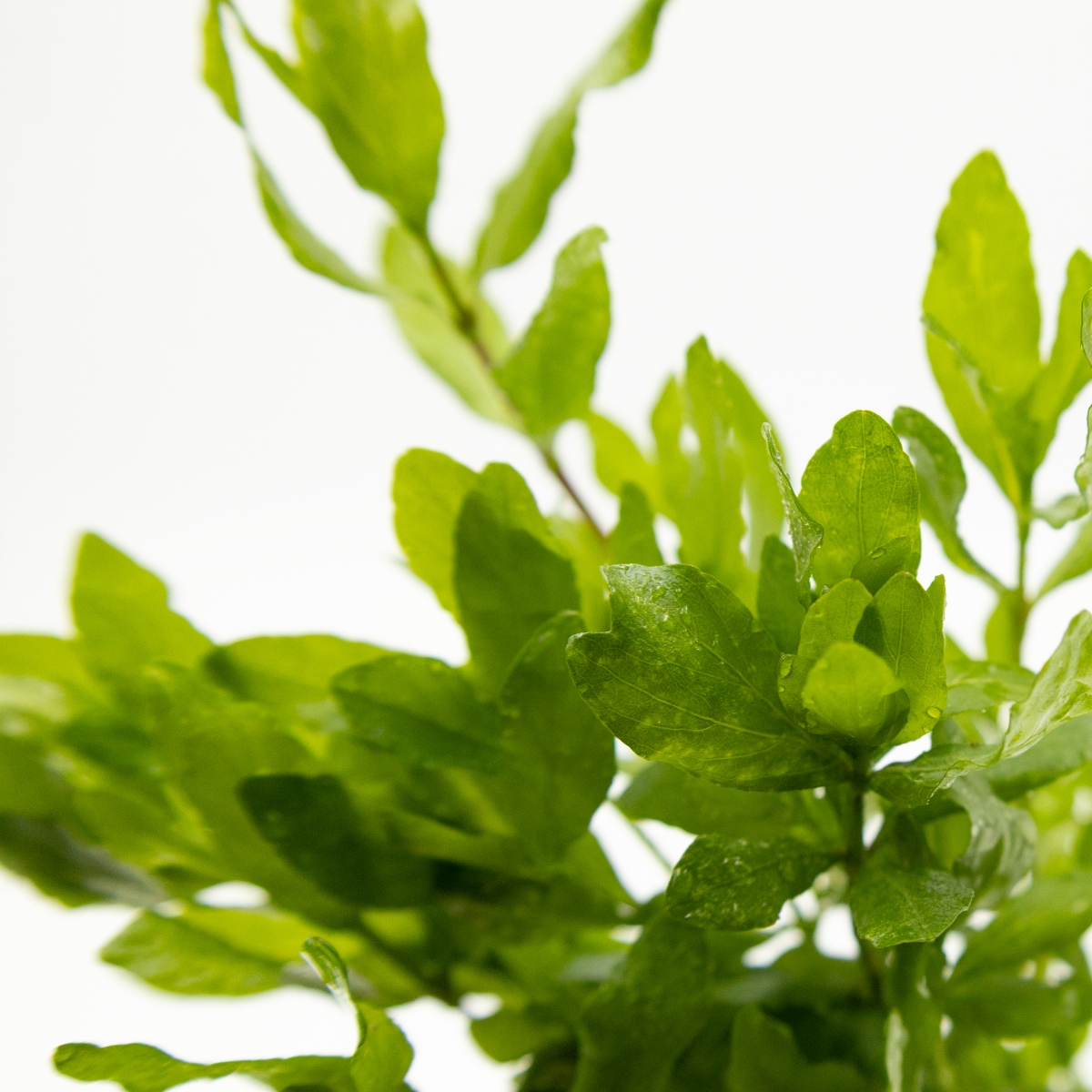 Hygrophila polysperma