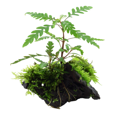 Hygrophila pinnatifida & moss