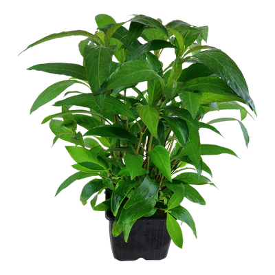 Hygrophila corymbosa 'Stricta'