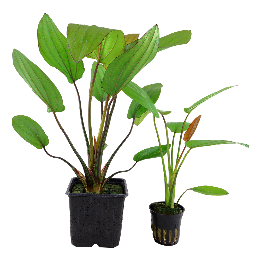Echinodorus x barthii
