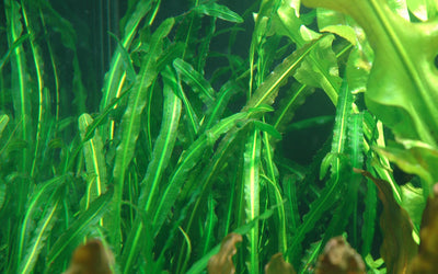 Aponogeton longiplumulosus