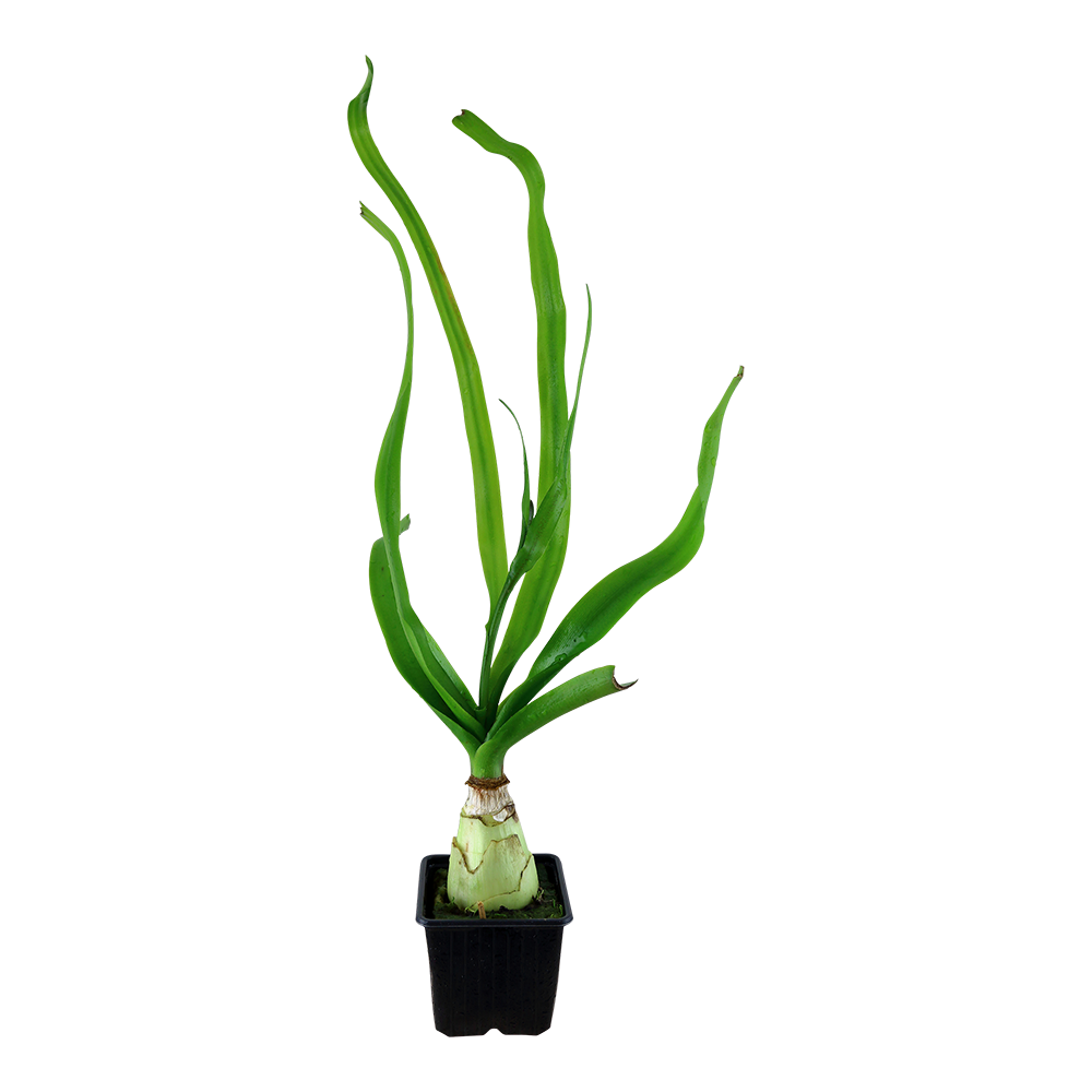 Crinum thaianum
