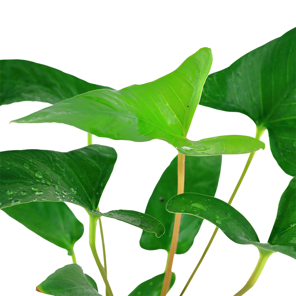 Anubias gracilis