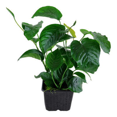 Anubias barteri caladiifolia