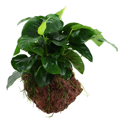 Anubias barteri nana