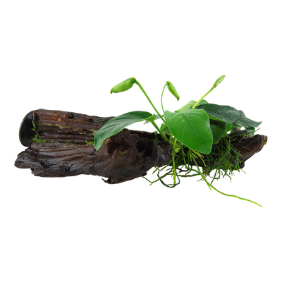 Anubias barteri nana