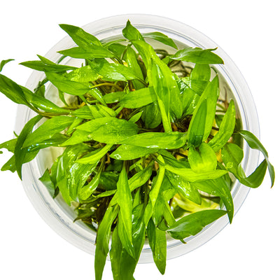 Cryptocoryne wendtii 'Green'
