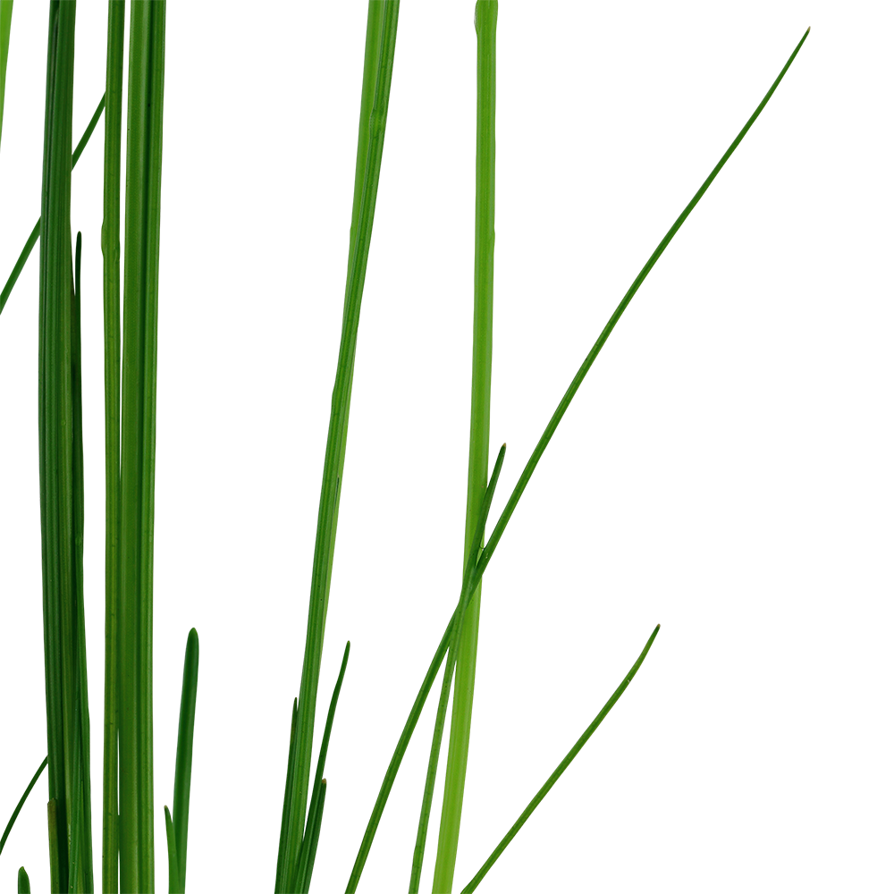 Eleocharis montevidensis