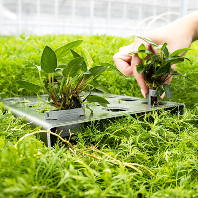 Plant frame - Aluminium (15 Clips) - 20x27x3cm