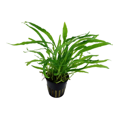 Microsorum pteropus 'Narrow'
