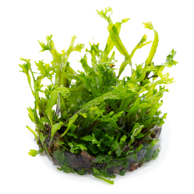Microsorum pteropus 'Windeløv'