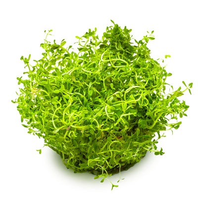 Rotala rotundifolia 'H'ra'