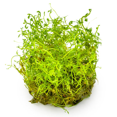 Proserpinaca palustris
