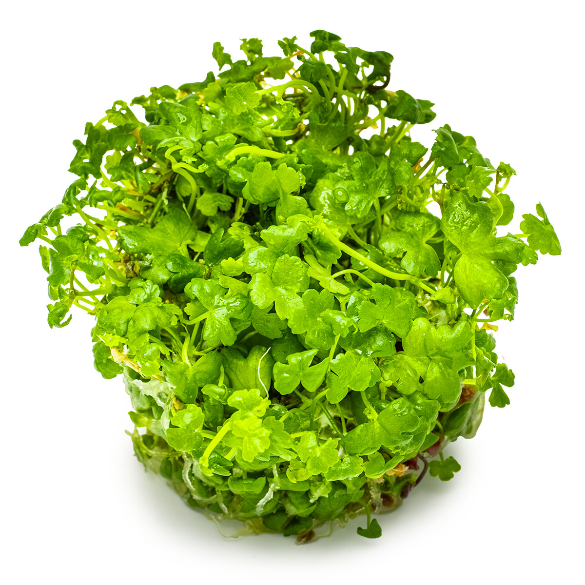 Hydrocotyle tripartita