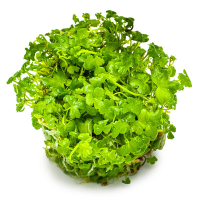 Hydrocotyle tripartita
