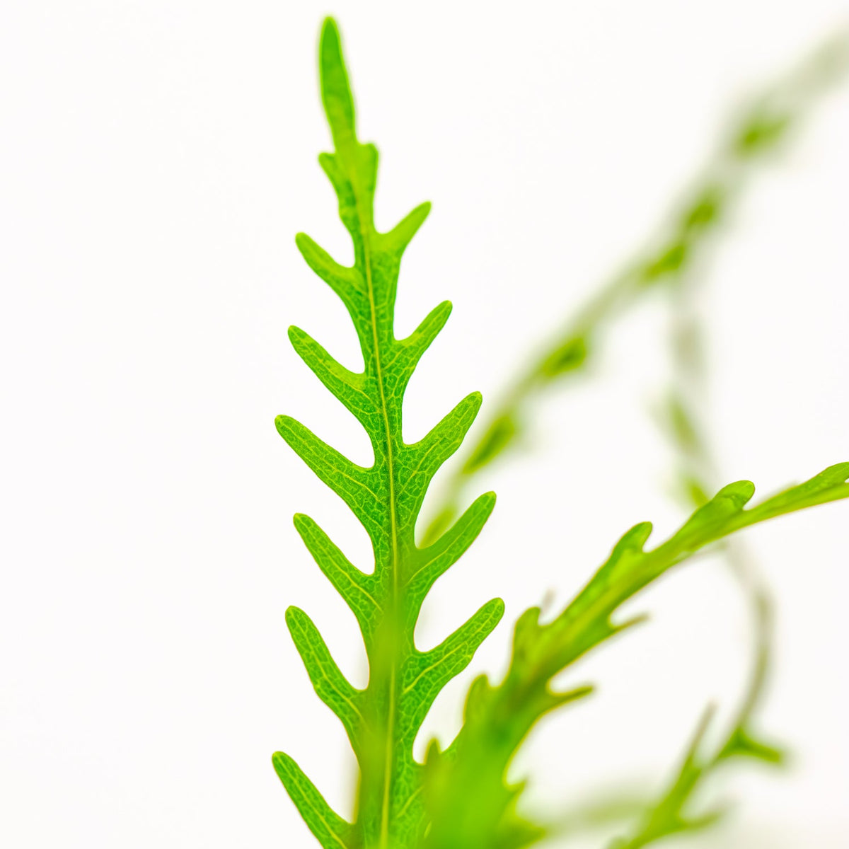 Hygrophila odora 'Difformis'