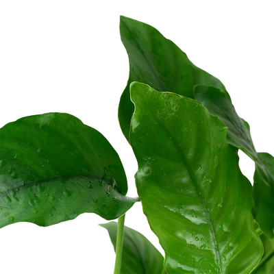 Anubias barteri var. barteri