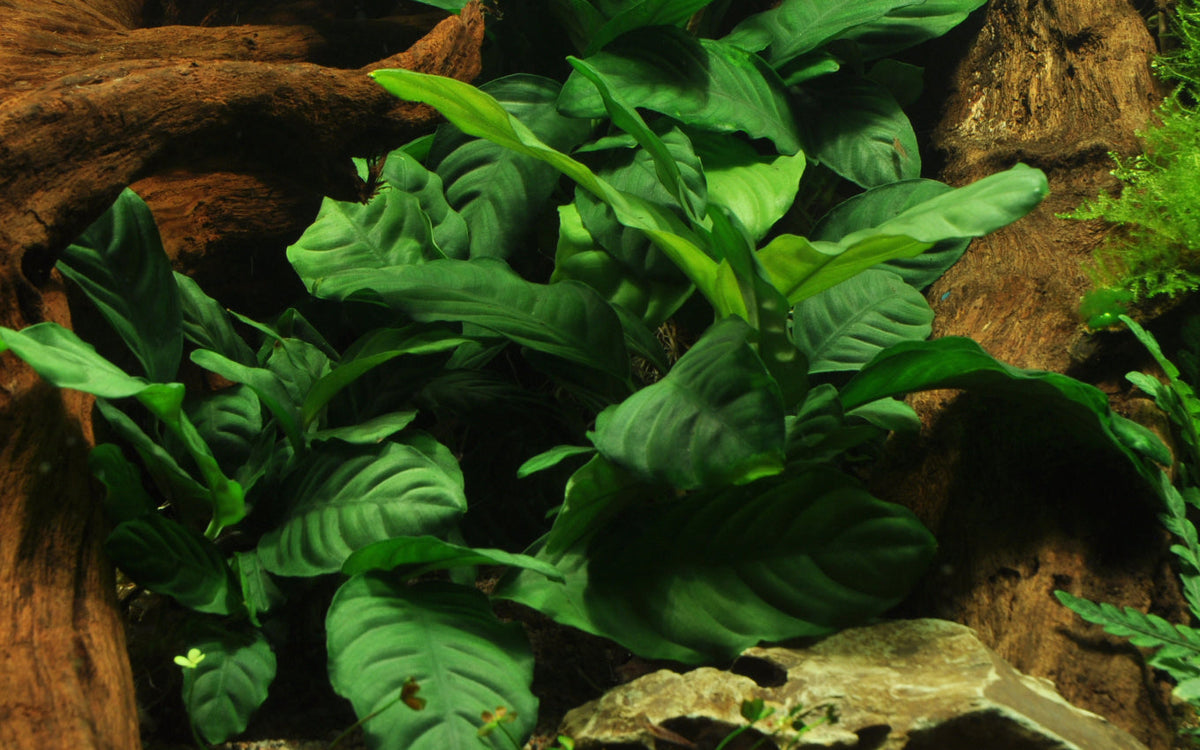 Anubias barteri var. 'Coffeifolia'