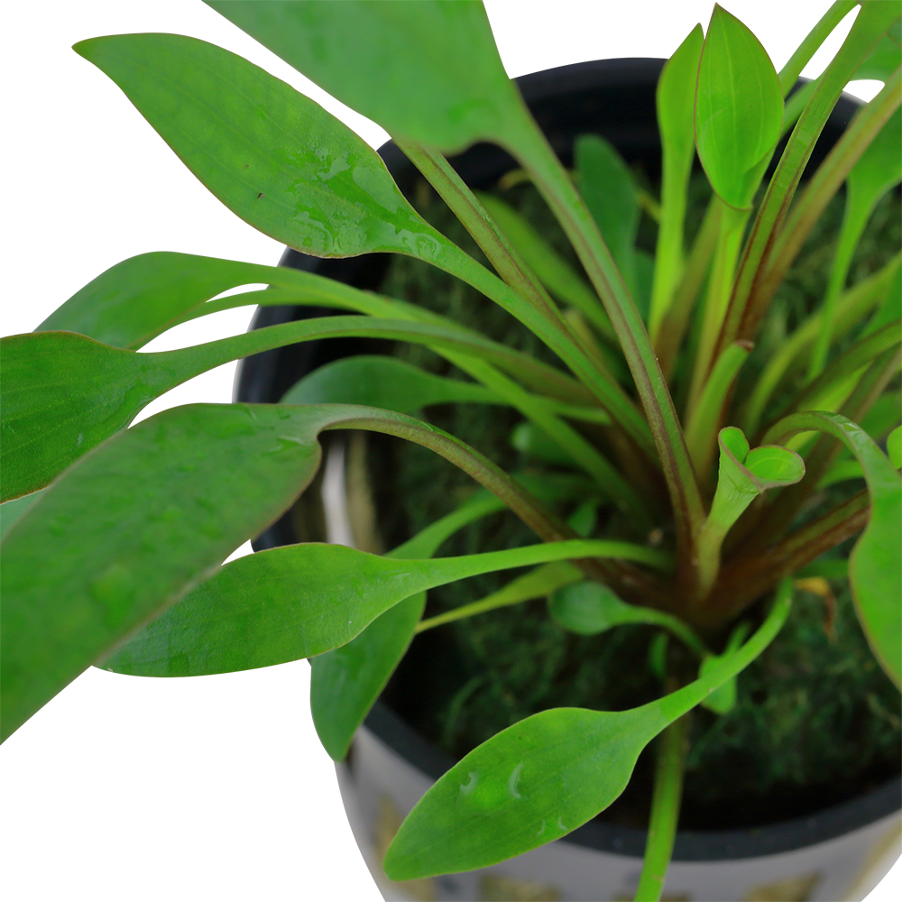 Cryptocoryne x willisii