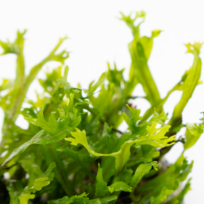 Microsorum pteropus 'Windeløv'