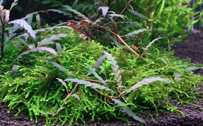 Hygrophila pinnatifida & moss