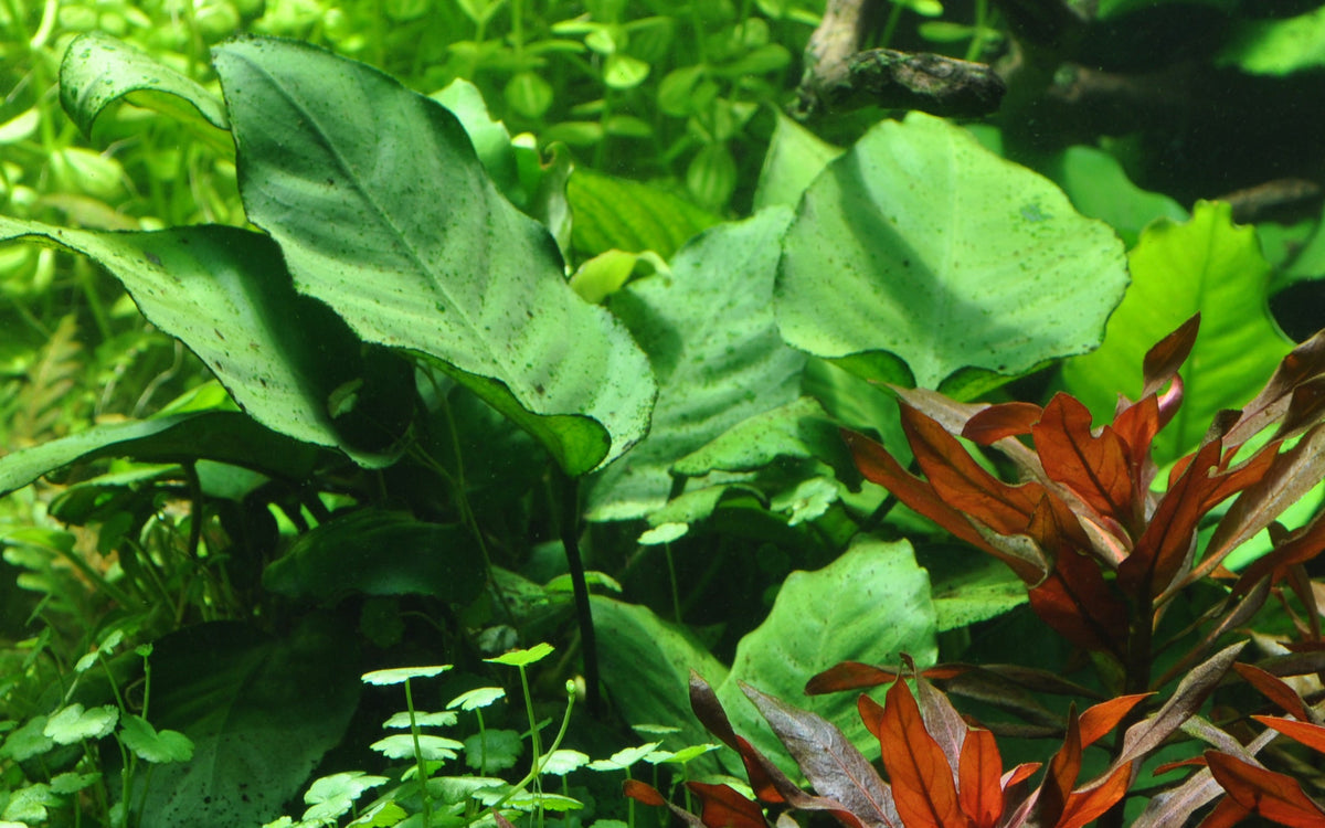 Anubias barteri caladiifolia