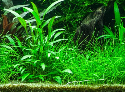 Cryptocoryne x willisii