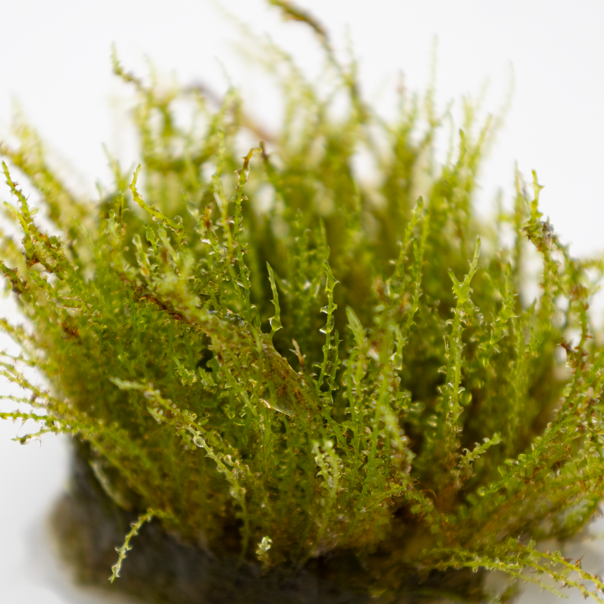 Plagiomnium sp. 'Thyme Moss'