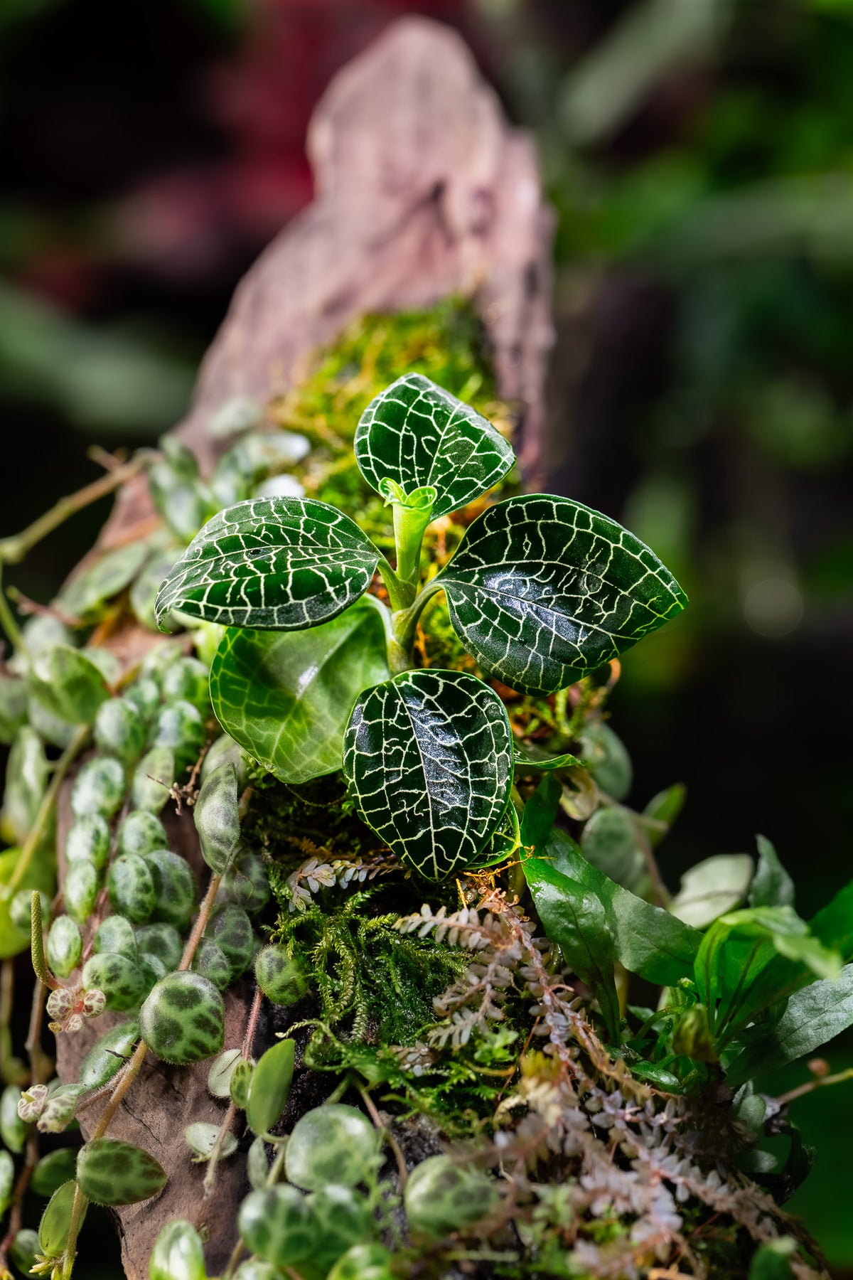 Macodes sp. 'Silver Mine'